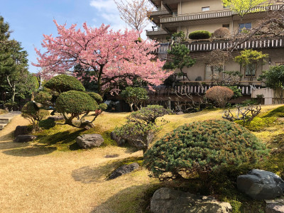 庭園・桜