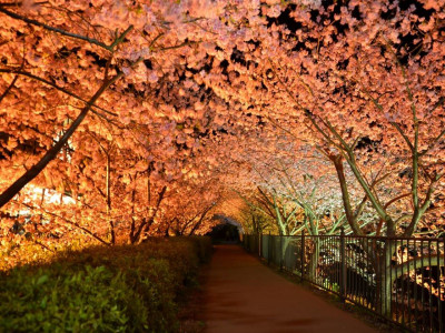 河津桜のトンネル　夜景