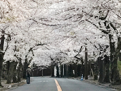 伊豆高原 桜並木