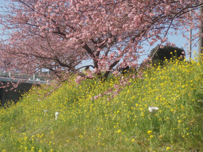 南伊豆の桜と菜の花
