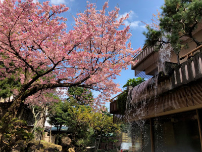 庭園・桜