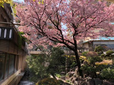 庭園・桜