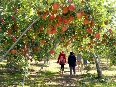 松井農園 りんご狩り
