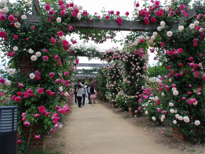 中野バラ祭り
