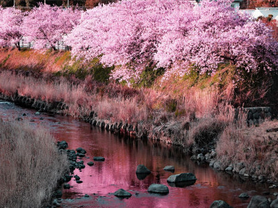 河津桜と川