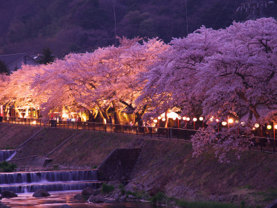 箱根　宮城野の桜
