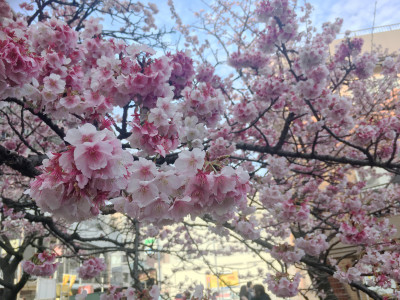 糸川桜まつり