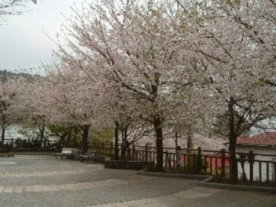 熱川桜坂公園