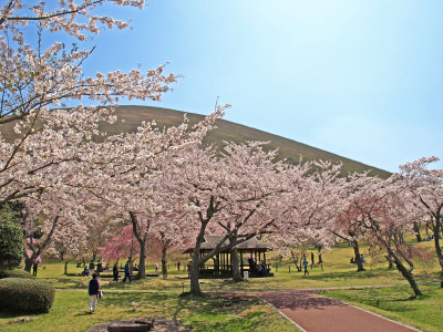 大室山　桜
