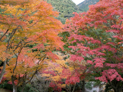 丸山公園　紅葉