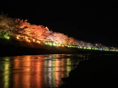 河津桜　川面の夜景
