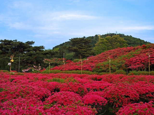 小室山公園つつじ祭り 伊東園ホテル 公式サイト 伊東温泉旅行 伊東園ホテルズ