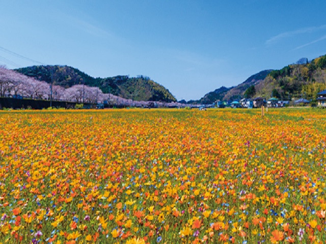 田んぼをつかった花畑 西伊豆松崎伊東園ホテル 公式サイト 松崎温泉旅行 伊東園ホテルズ