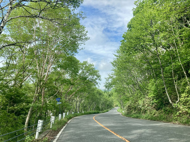 美しい白樺並木のドライブ