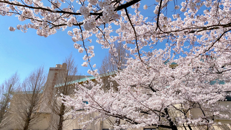 ホテル駐車場の桜