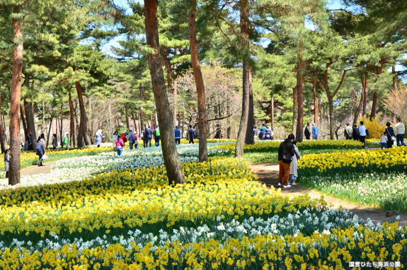 春のフラワーリレーはスイセンから始まり！春の訪れを告げてくれます。(例年見頃3月下旬～4月中旬)