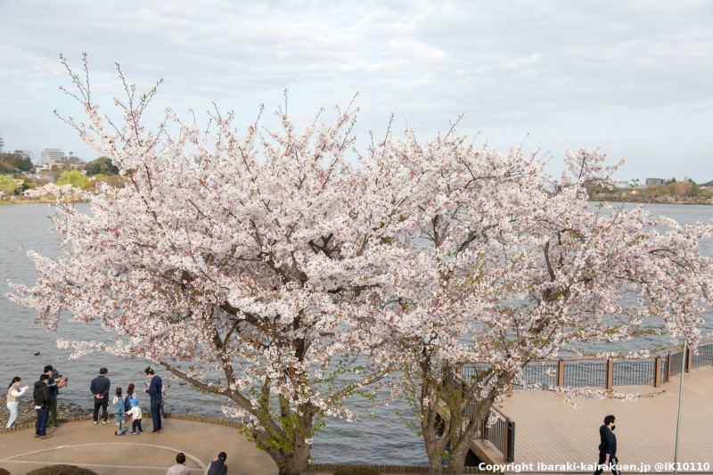 春には高さ16mの左近の桜や二季咲桜、千波湖沿いのソメイヨシノが美しい