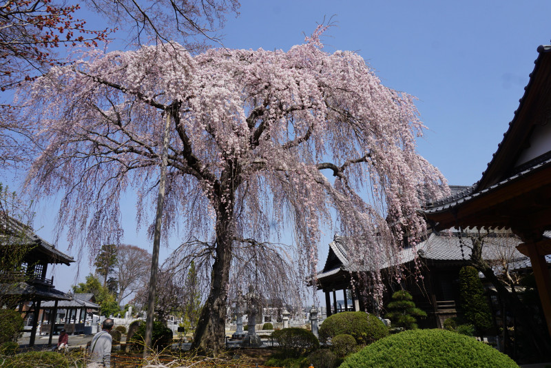 鎌倉時代に建立され江戸時代に一度焼失。800年の歴史はエピソード満載です。歴史好きにはたまらないお寺となっております。
