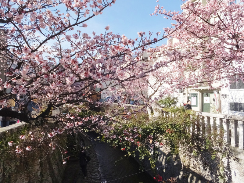 糸川沿いの桜