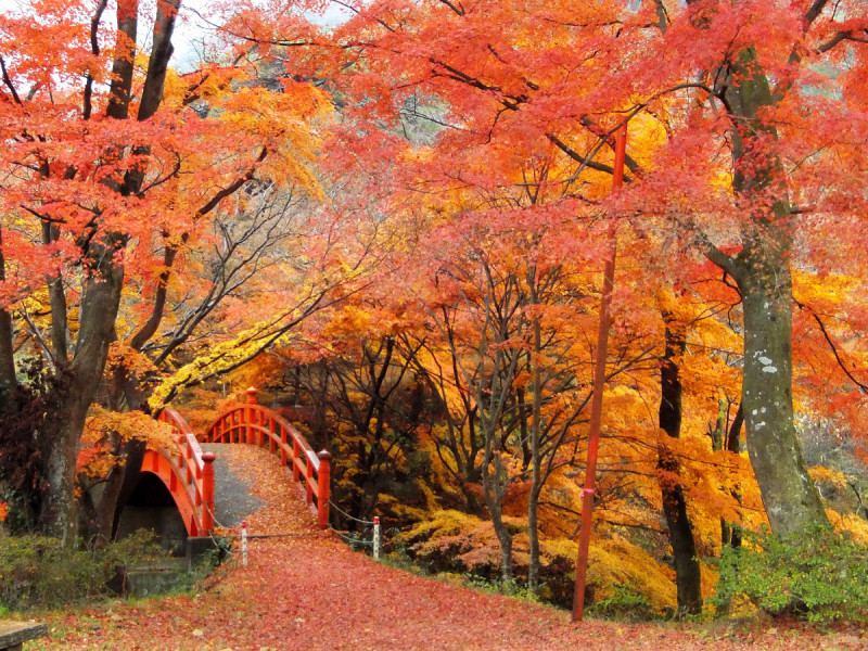 月見橋の公園の紅葉を間近で自然の美ですね！！