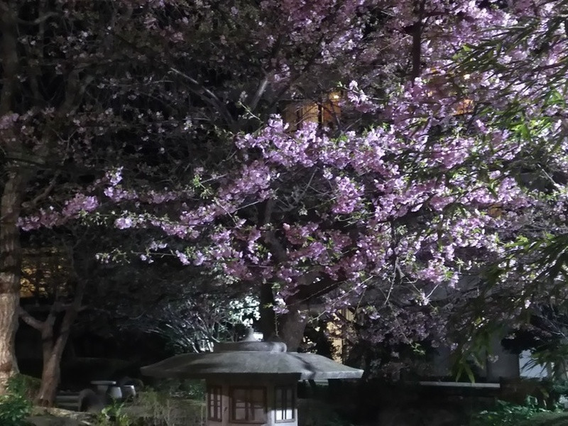 夜桜も綺麗です！
