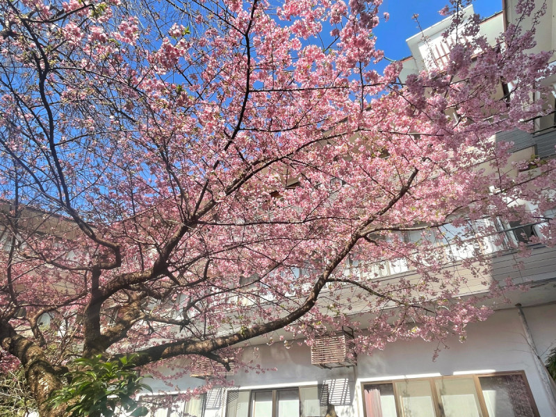 中庭の河津桜