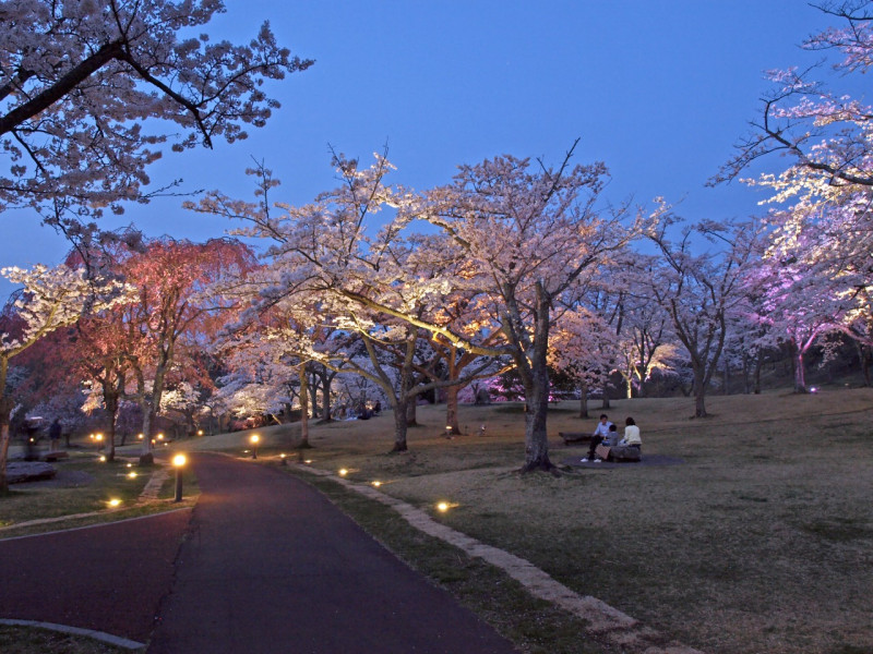 昼間とは違う　幻想的な夜の桜