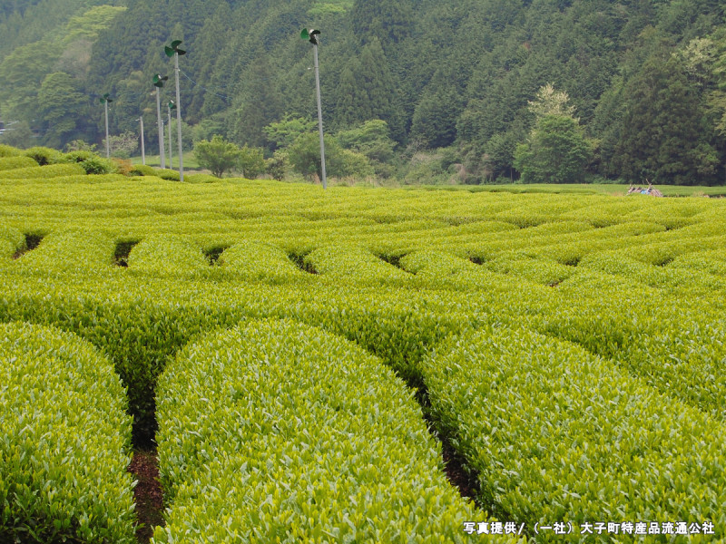 広大な自然の中の茶畑
