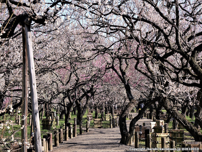 春の「桜」はもちろん綺麗ですが、偕楽園では「梅」の魅力をたっぷりと感じられますよ！