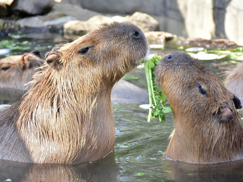 七草をくわえるカピバラ