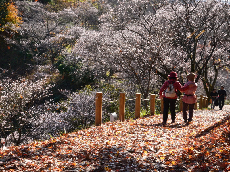 藤岡市桜山公園 冬桜 伊香保グランドホテル 公式サイト 群馬 伊香保温泉旅行 伊東園ホテルズ