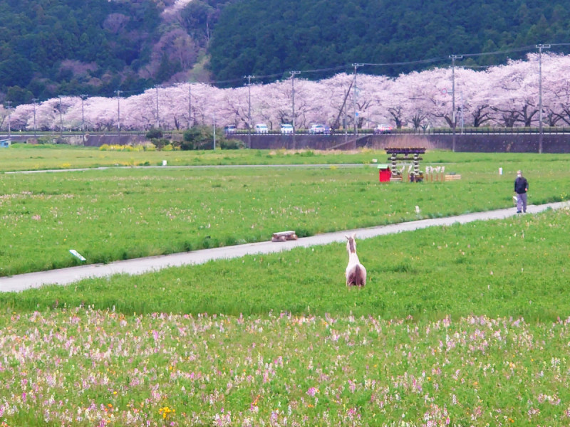 2022年4月2日時点の花畑と那賀川沿いの桜並木
