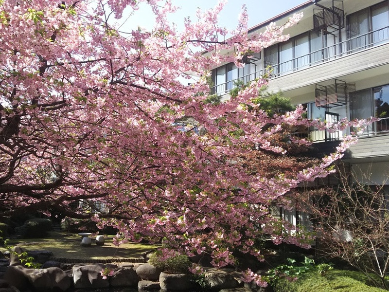 庭園の河津桜です！
