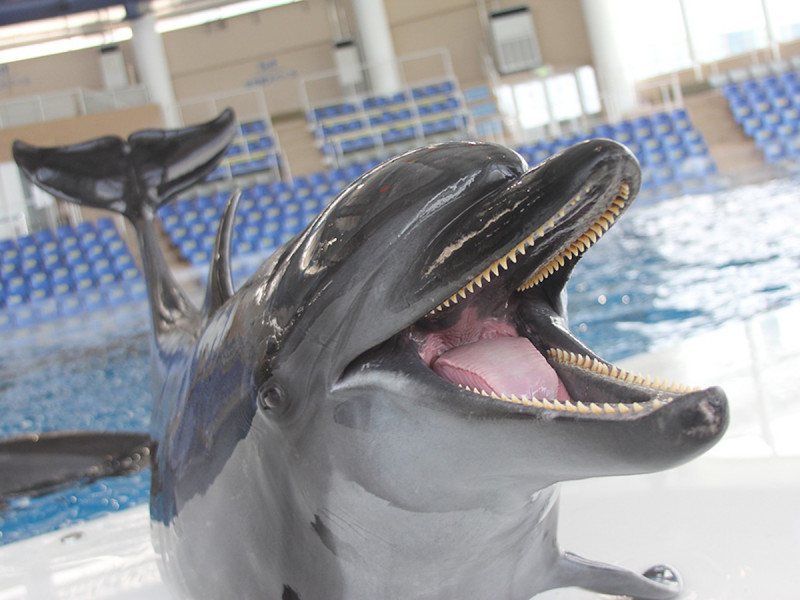 アクア ワールド 茨城 県 大洗 水族館