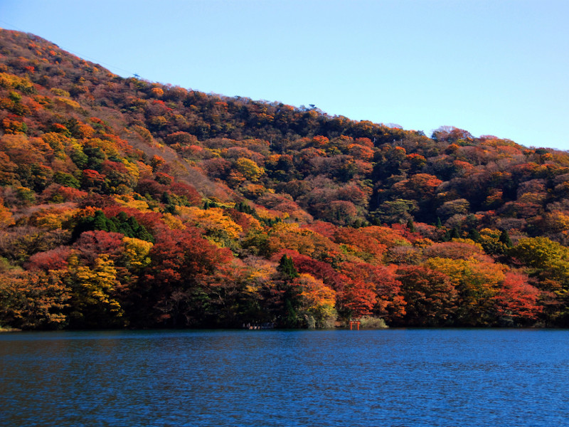 芦ノ湖では見頃になると、みごとな紅葉が見られます
