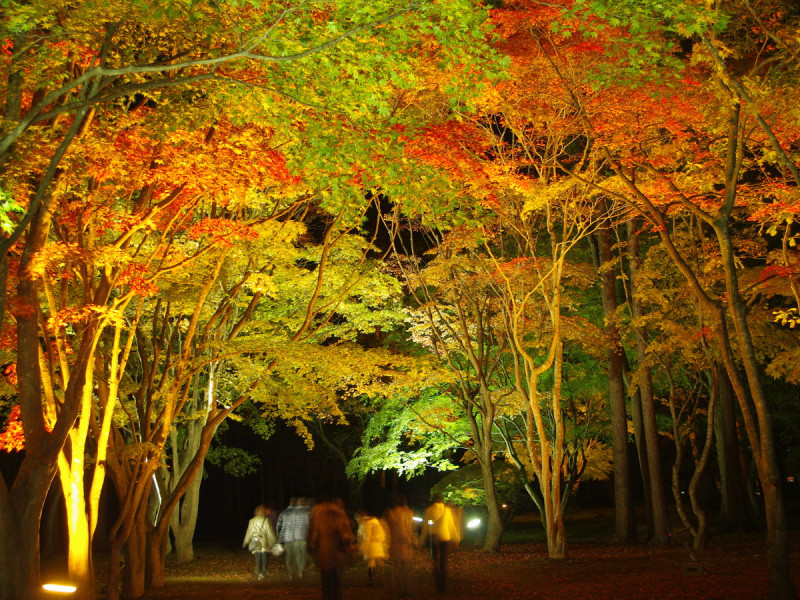 香雪園の紅葉ライトアップ