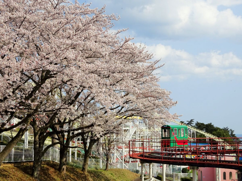 乗り物に乗りながら桜を堪能できます！