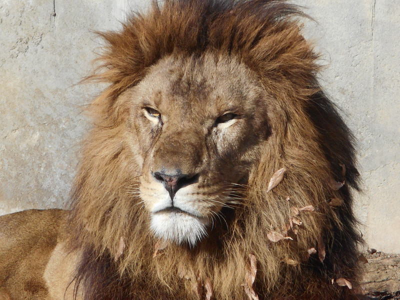 ライオンと言えば百獣の王と思い浮かびますよね？由来はオス1頭でメスたちを率いる姿が国を守る王のイメージと重なり「百獣の王」と呼ばれるようになったんではないかと言われてるそうです。