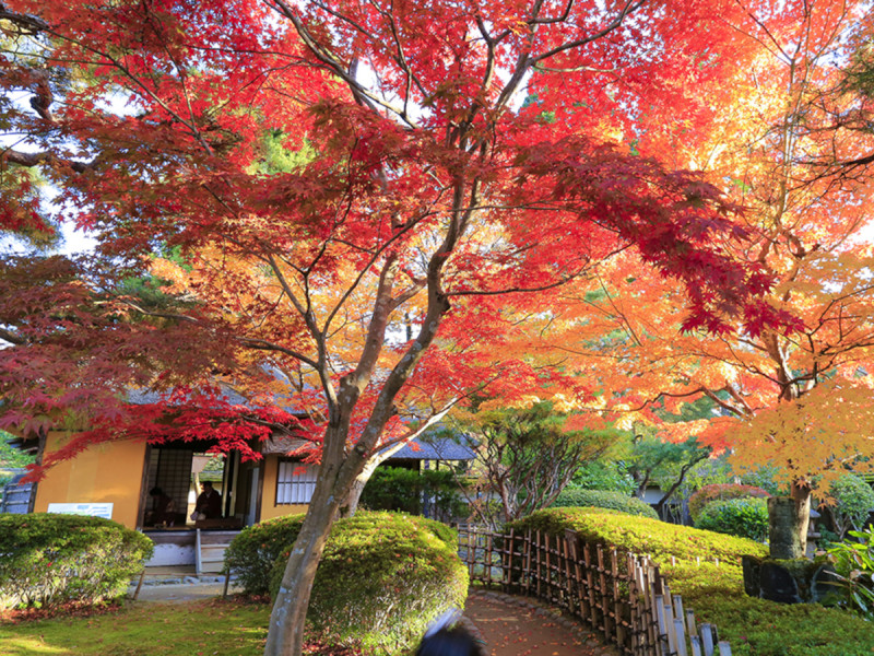 鶴ヶ城公園内にある茶室麟閣も鮮やかに彩ります。