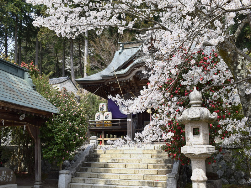 十二所神社は桜の時期もおすすめです。