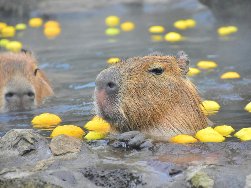 気持ちよさそうなカピバラ