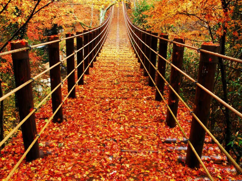 汐見滝吊り橋の覆いかぶさるように、モミジの葉が連なる姿は圧巻です！！