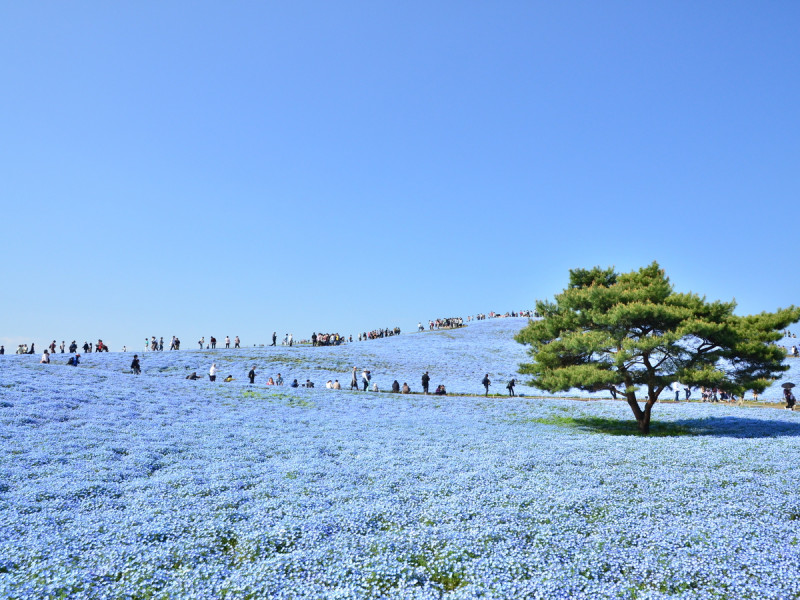 国営ひたち海浜公園 フラワリング2021 | ホテル奥久慈館【公式サイト】奥久慈大子温泉旅行 - 伊東園ホテルズ