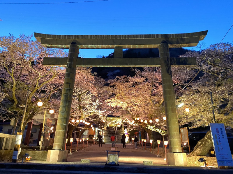 鬼怒川護国神社の夜桜ライトアップ（2021年4月5日）