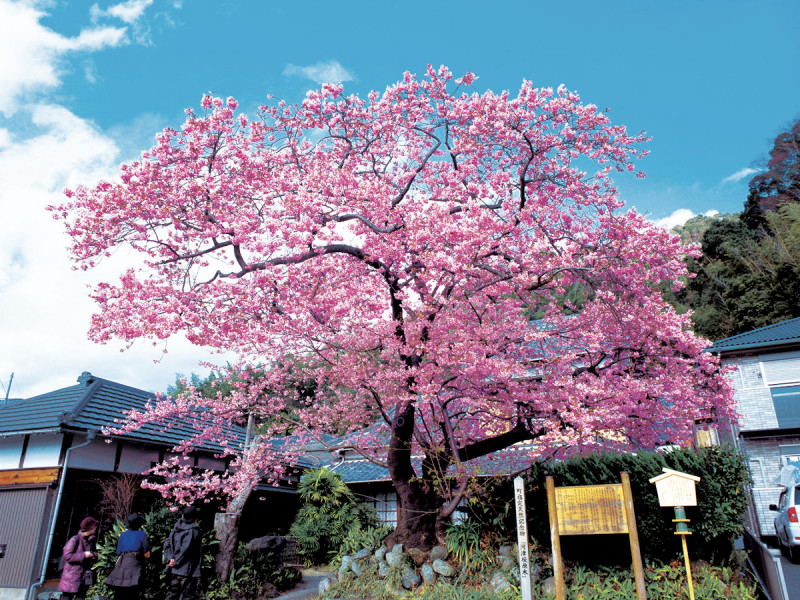 「町指定天然記念物」河津桜の原木