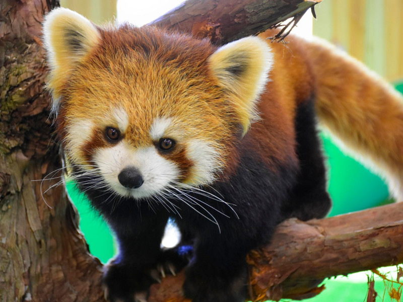 伊豆シャボテン動物公園にレッサーパンダ館がオープン 伊東園ホテル別館 公式サイト 伊東温泉旅行 伊東園ホテルズ