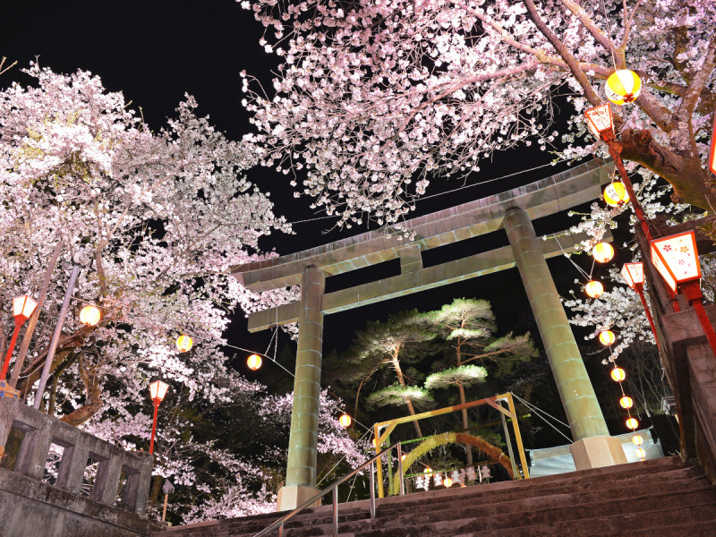 鬼怒川温泉護国神社の夜桜ライトアップ！