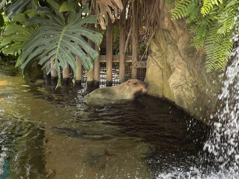 なかがわ水遊園の人気者!カピバラの茶々丸です♪