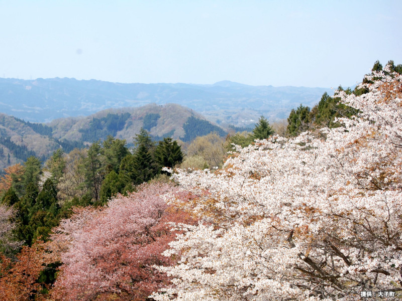 沓掛峠の山桜群