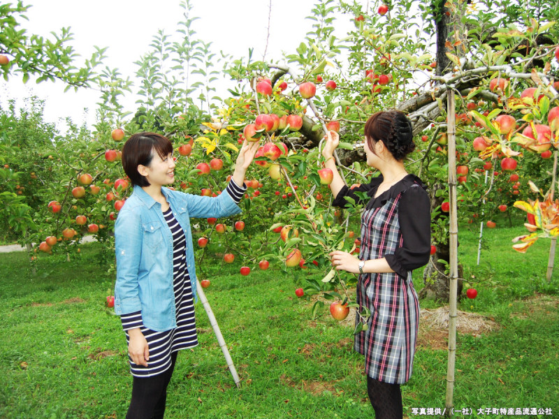 実は、大子町は関東屈指のりんごの産地！りんごの収穫時期は、例年9月中旬から11月下旬頃。